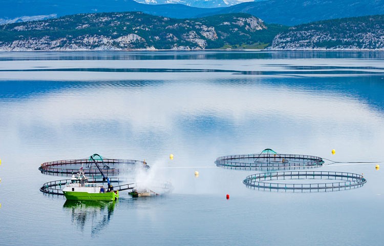 人生就是博养殖成本更低、更赚钱